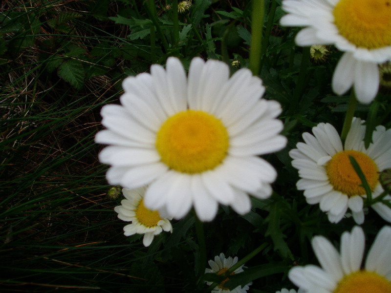 image10
